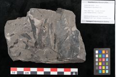 Foto (Objekt + Etikett) von Dictyophyllum obtusilobum Sch. (NHMW-GEO-2024-0188-10504)
